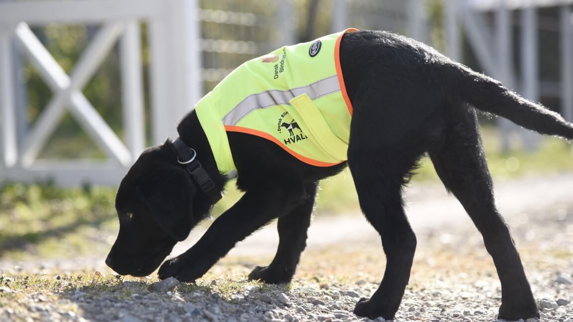 Sort labradorhvalp iført vest med Dansk Blindesamfunds logo