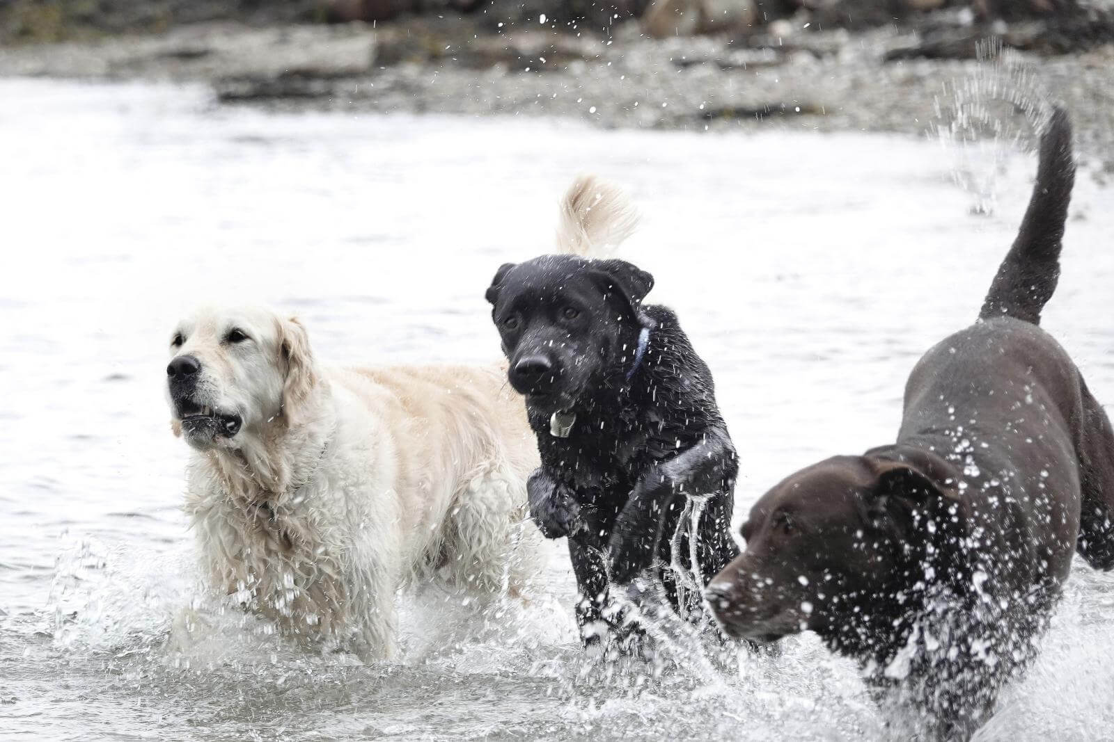 Tre førerhunde har fri og leger i havet. Vandet sprøjter til alle sider.