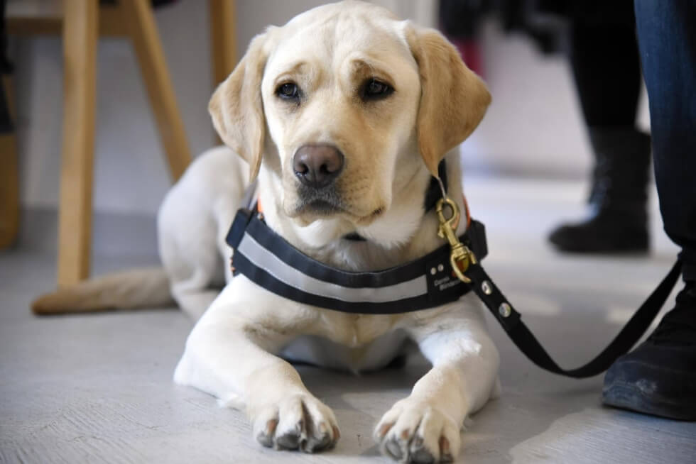 Førerhunden Pepsi som er en lys labrador ligger afslappet ved fødderne af sin bruger