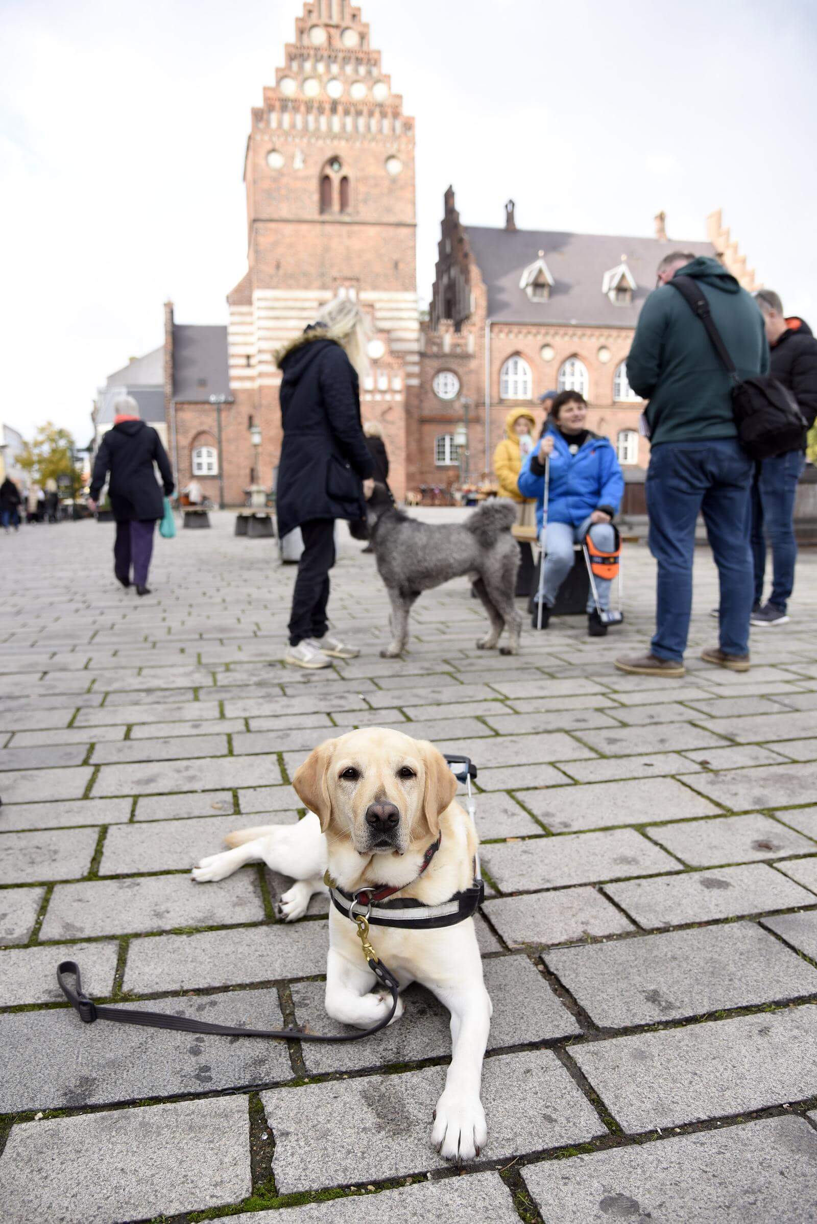 Lys labrador iført bøjle tager et hvil foran Roskilde domkirke