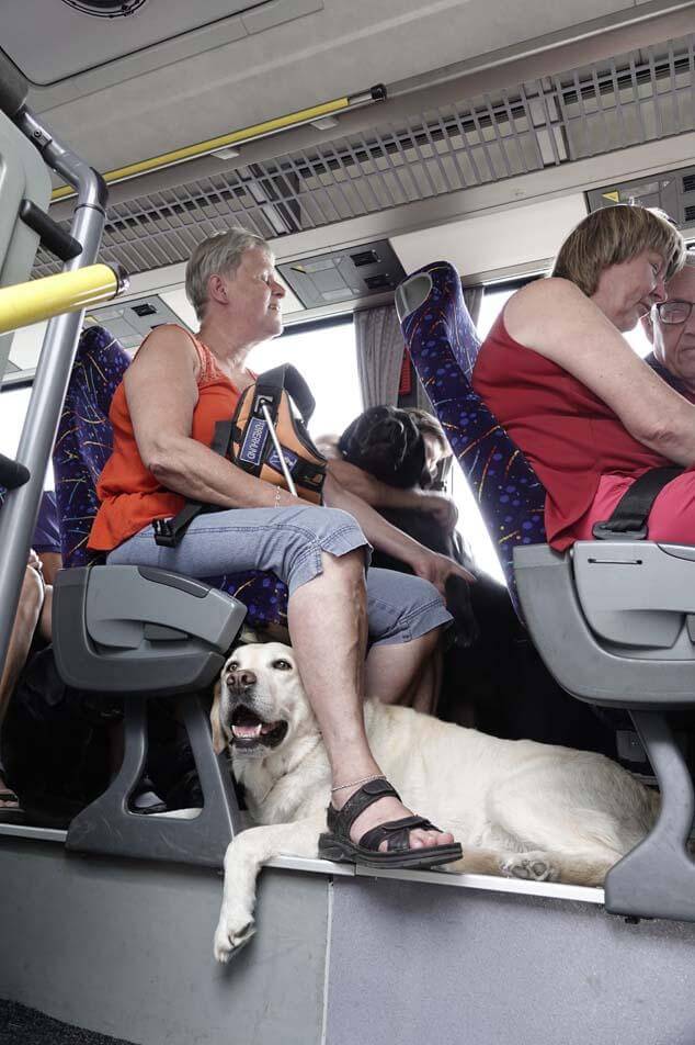 Førerhund ligger under sædet i bussen