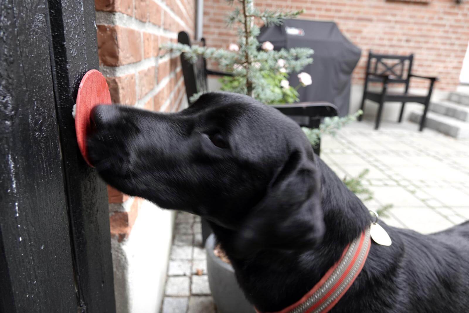 Førerhunden Holly trykker snuden mod en musemåtte på døren