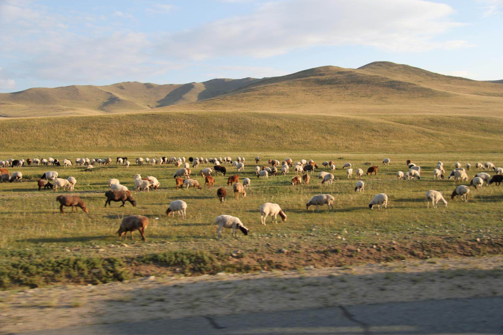 Helt tomt øde bakket landskab i Mongoliet, hvor der går geder og græsser