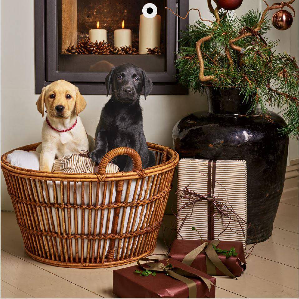 To små førerhunde sidder i en julekurv