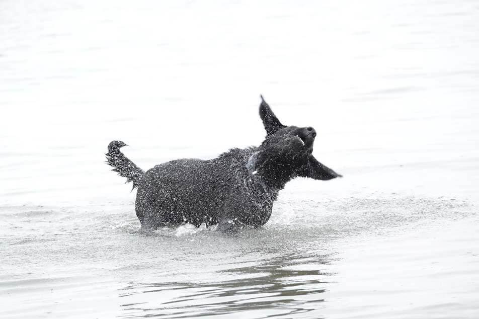 Førerhund ryster sig i vandet