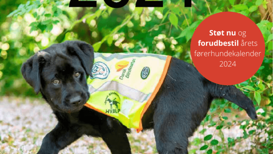 Forsiden af førerhundekalenderen 2024 med en sort labrador-hvalp med vest på