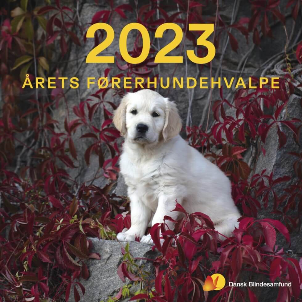 Forsiden af årets førerhundekalender 2023 med en golden retriever hvalp, der sidder omgivet af en plante.