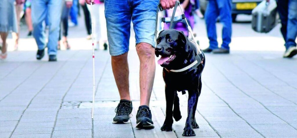 Førerhundeinstruktør går med førerhunden Sigurd iført førerhundebøjle på en gågade