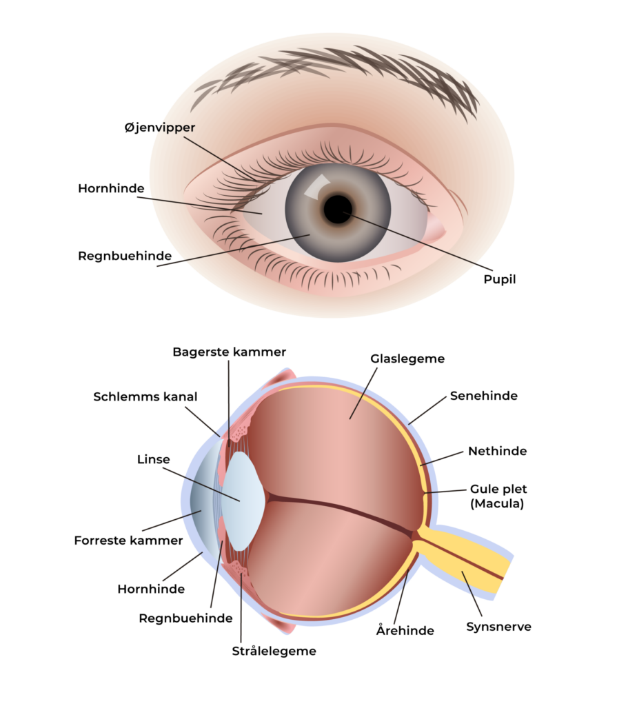 Grafisk fremstilling af øjets anatomi set forfra og fra siden