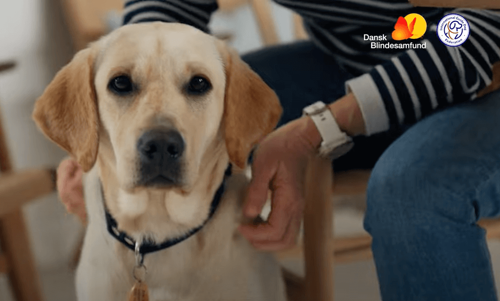 En golden retriever førerhund kigger ind i kameraet