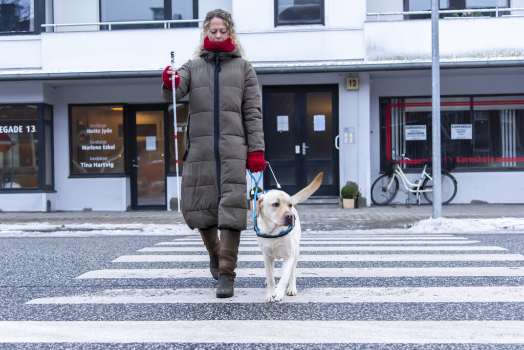 En lys labrador iført førerhundebøjle følges med sin instruktør over vejen