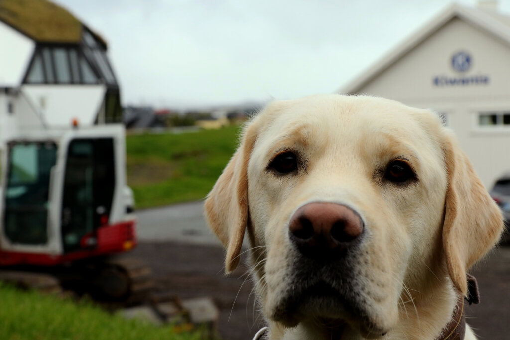 Nærportræt af førerhunden Andy