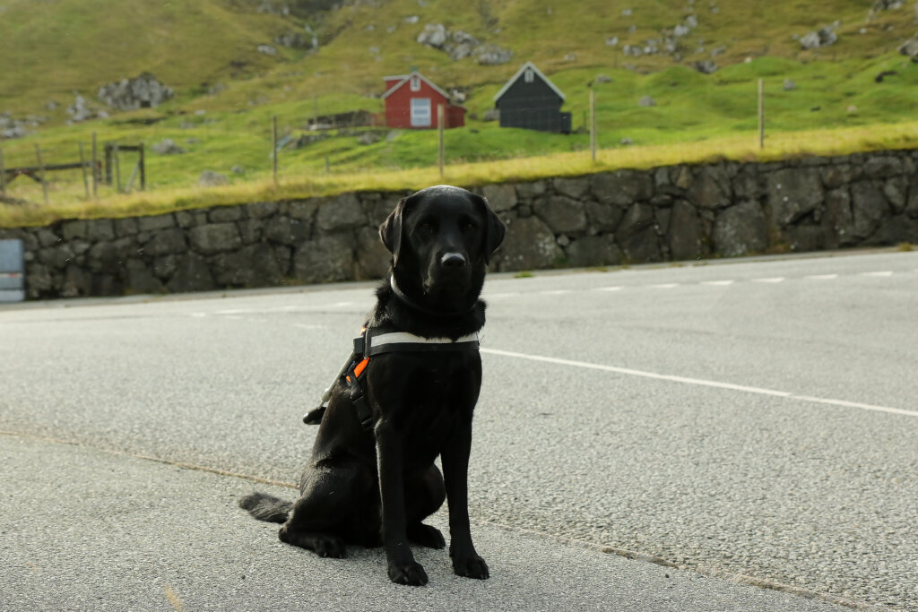 Portræt af førerhunden Andy, en sort labrador. I baggrunden ses små hytter og en græseng