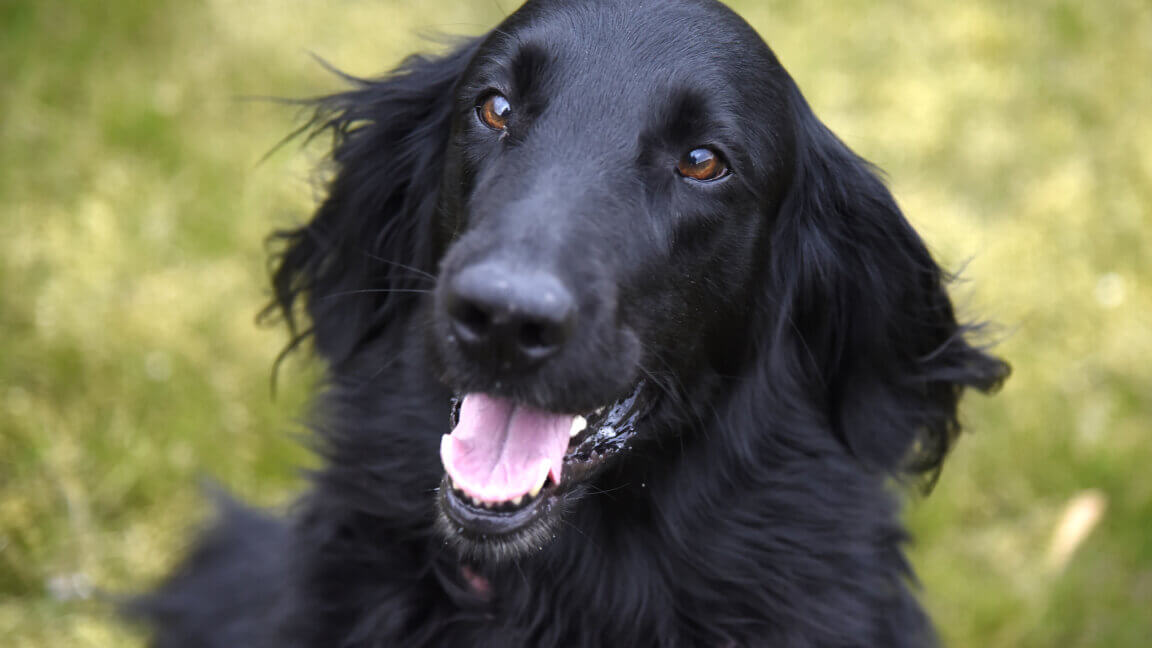 Nærportræt af førerhunden Bellis, en sort flatcoated retriever, der sidder på en græsplæne med åben mund