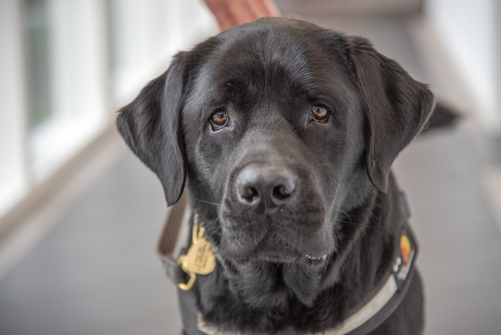 Nærportræt af førerhunden Tommy, en sort labrador iført førerhundebøjle, som kigger direkte i kameraet med store hundeøjne.