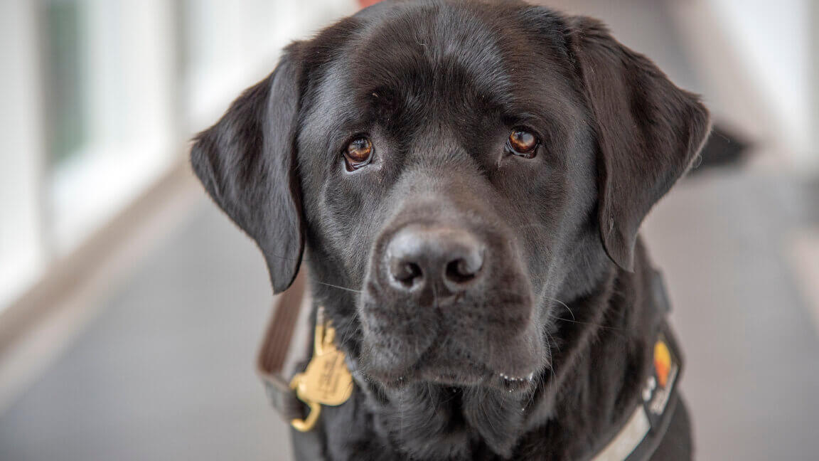 Nærportræt af førerhunden Tommy, en sort labrador iført førerhundebøjle, som kigger direkte i kameraet med store hundeøjne.