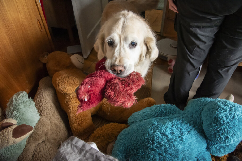 Førerhunden Bertha, en lys golden retriever, har en bamse i munden og er omgivet af mange andre bamser