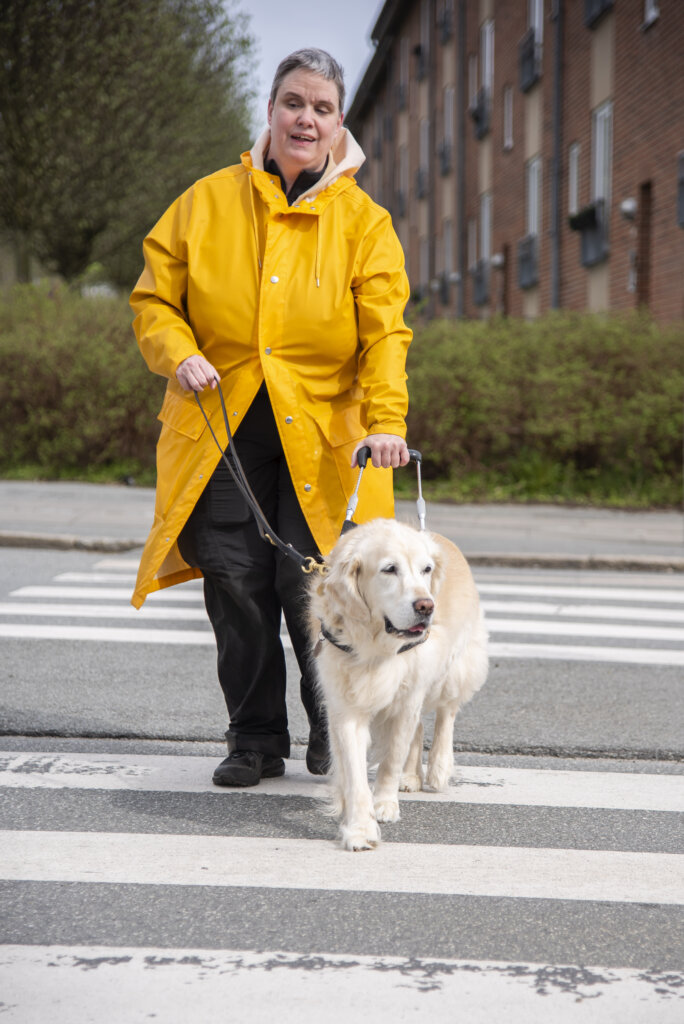 Heidi har en gul regnjakke på og følges med førerhunden Bertha, en lys golden retriever, over et lyskryds