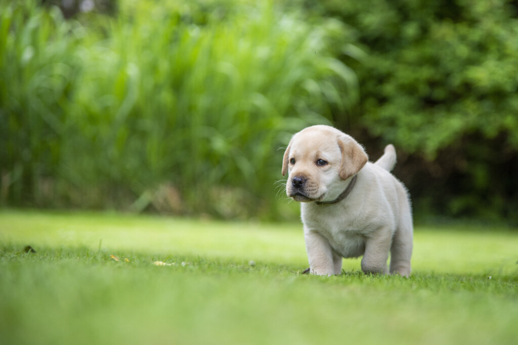 En lys pjusket førerhundehvalp, lys labrador, løber på en græsplæne