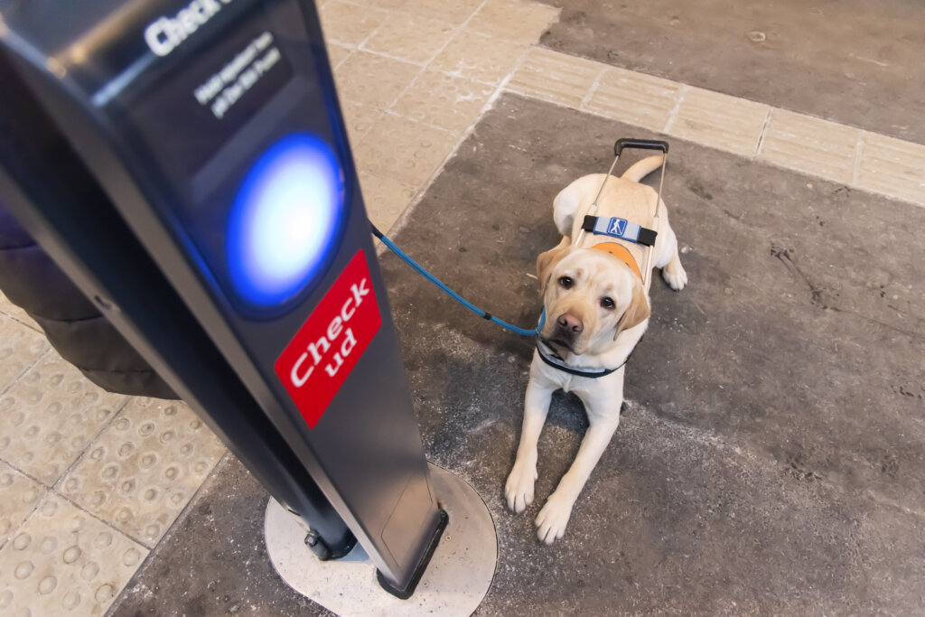 Førerhunden Pluto, en lys labrador, ligger ved siden af en rejsekortstander