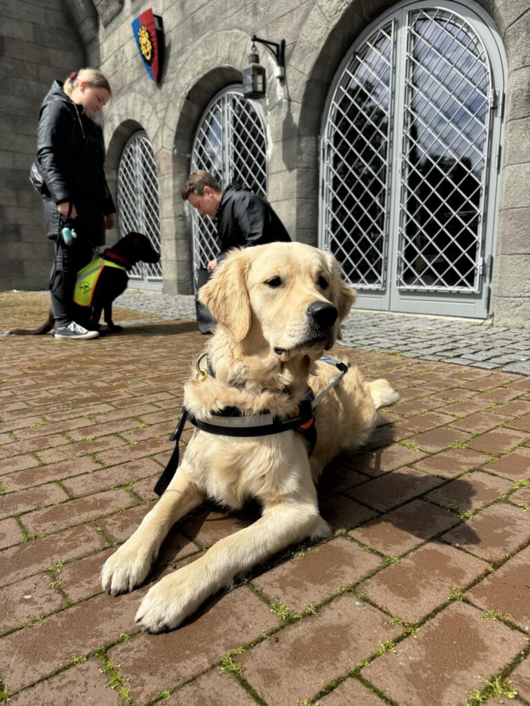 Førerhunden Kesi, en lys golden retriever er iført førerhundebøjle og ligger fint foran en forlystelse i Legoland