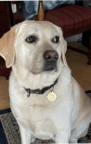Førerhunden Milo, en lys labrador, sidder i en stue
