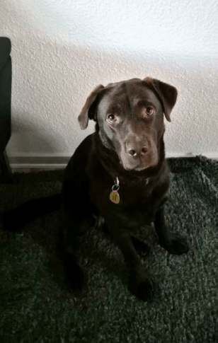 Førerhunden Villa, en mørkebrun labrador sidder på sit hundetæppe i en stur
