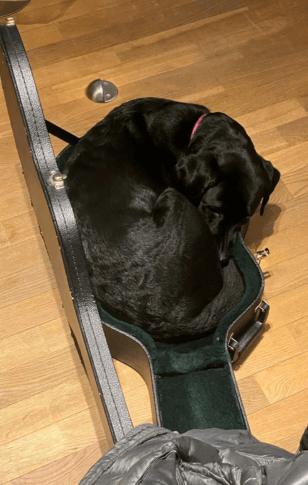 Coco, en sort labrador ligger sammenkrøllet og sover i en guitarkasse