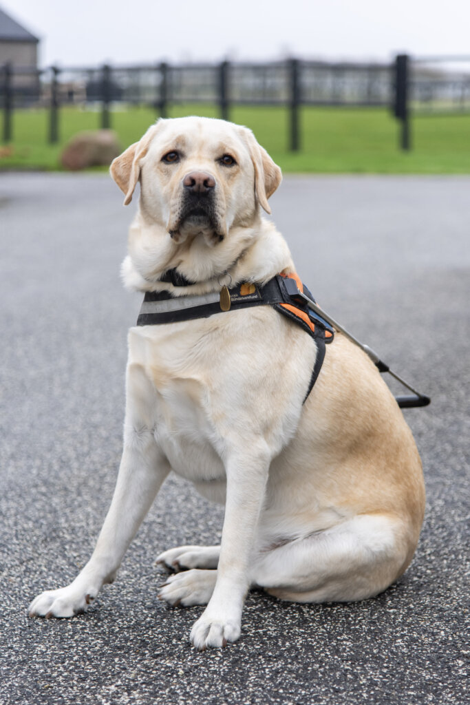 Portræt af førerhunden Baloo med førerhundebøjle, en lys labrador