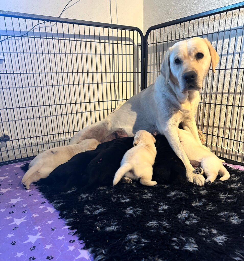 Magde, en lys labrador, sidder på et tæppe i en indhegnet gård i stuen, mens hvalpene, 3 sorte og 4 lyse, får mælk af Magde