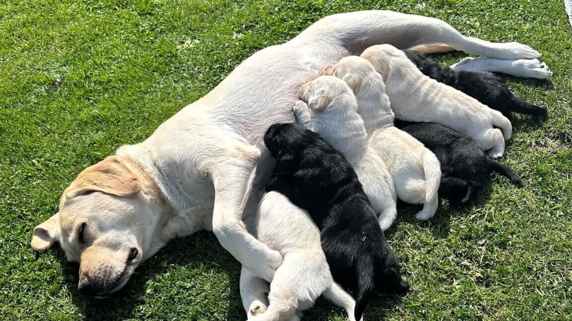 Magde, en lys labrador, sover på græsset, mens hvalpene får mælk, 3 sorte og 4 lyse