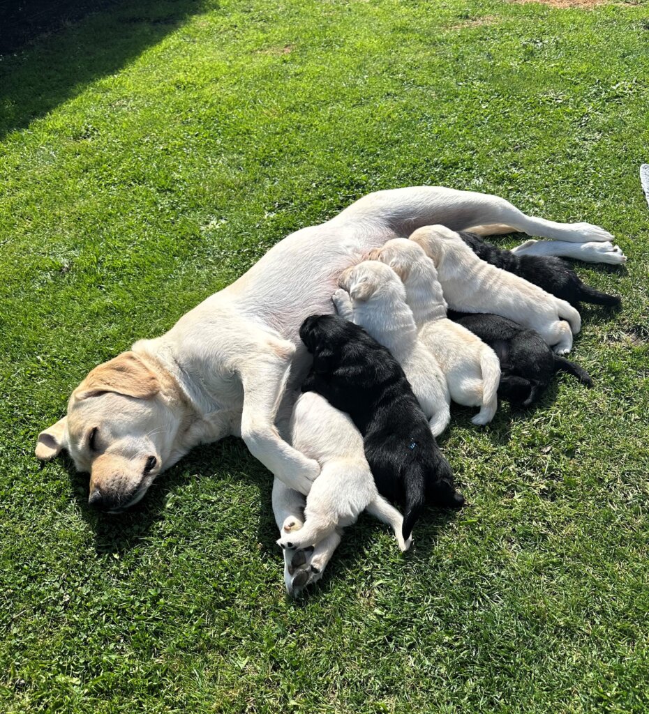 Magde, en lys labrador, sover på græsset, mens hvalpene får mælk, 3 sorte og 4 lyse