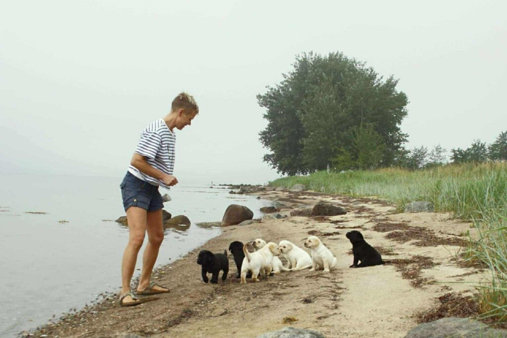 Opdr&aelig;tter st&aring;r p&aring; stranden med syv labradorhvalpe, fire lyse og tre sorte