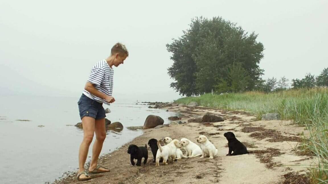 Opdrætter står på stranden med syv labradorhvalpe, fire lyse og tre sorte