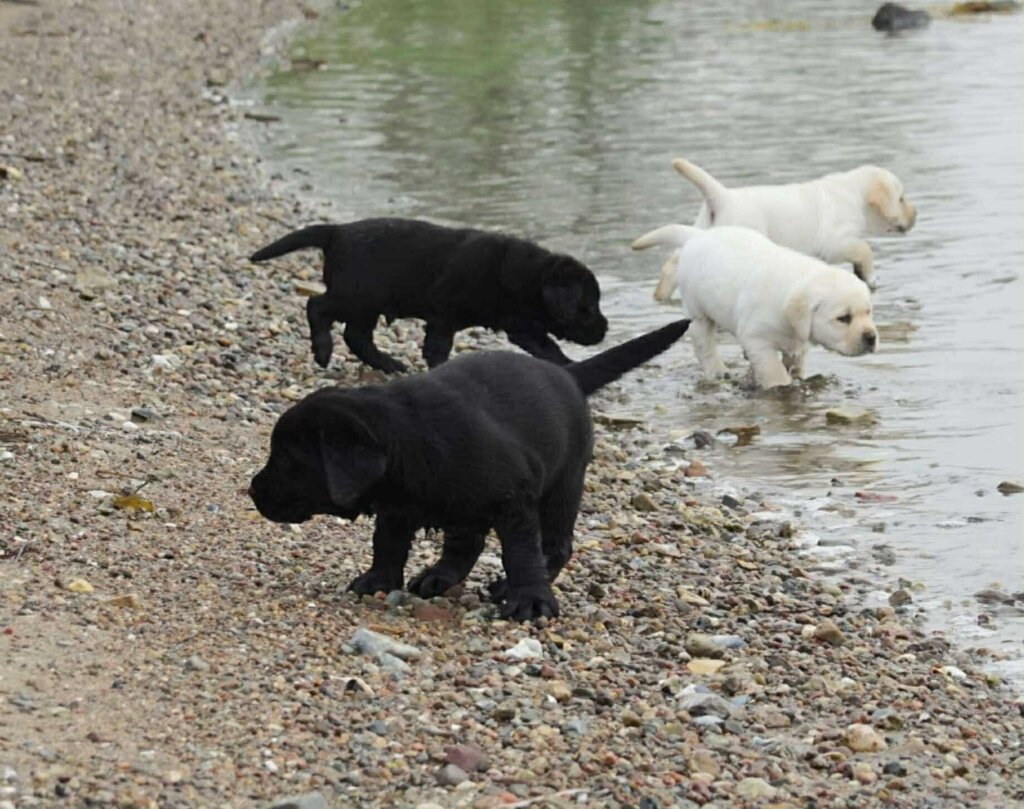 To lyse labradorhvalpe har begivet sig ud i vandet, mens to sorte hvalpe befinder sig p&aring; strandbredden