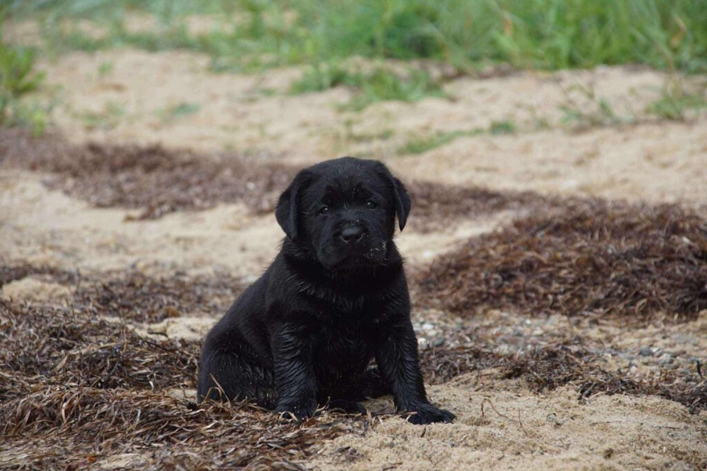 Sort labradorhvalp sidder p&aring; stranden