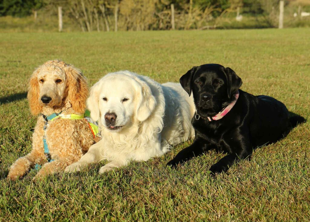 Tre hvalpe Bente har passet og trænet