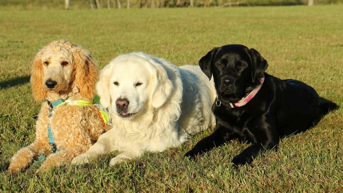 Tre hvalpe Bente har passet og trænet