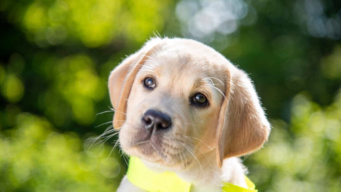 Nærbillede af førerhundehvalpen Simba, en lys labrador med gul førerhundevest uden for med hovedet lidt på skrå