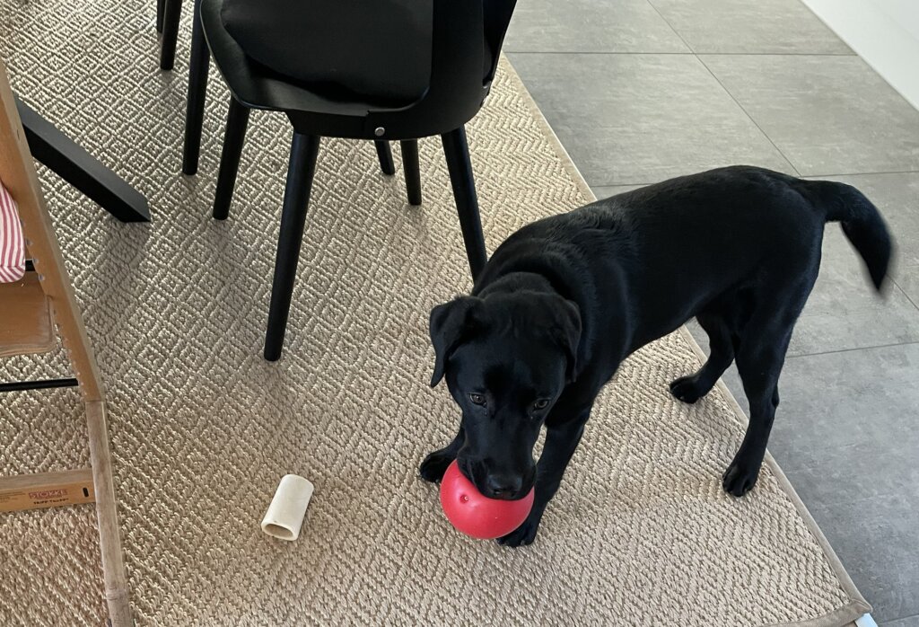 Førerhundehvalpen Coco, en sort labrador, står med en rød bold i munden