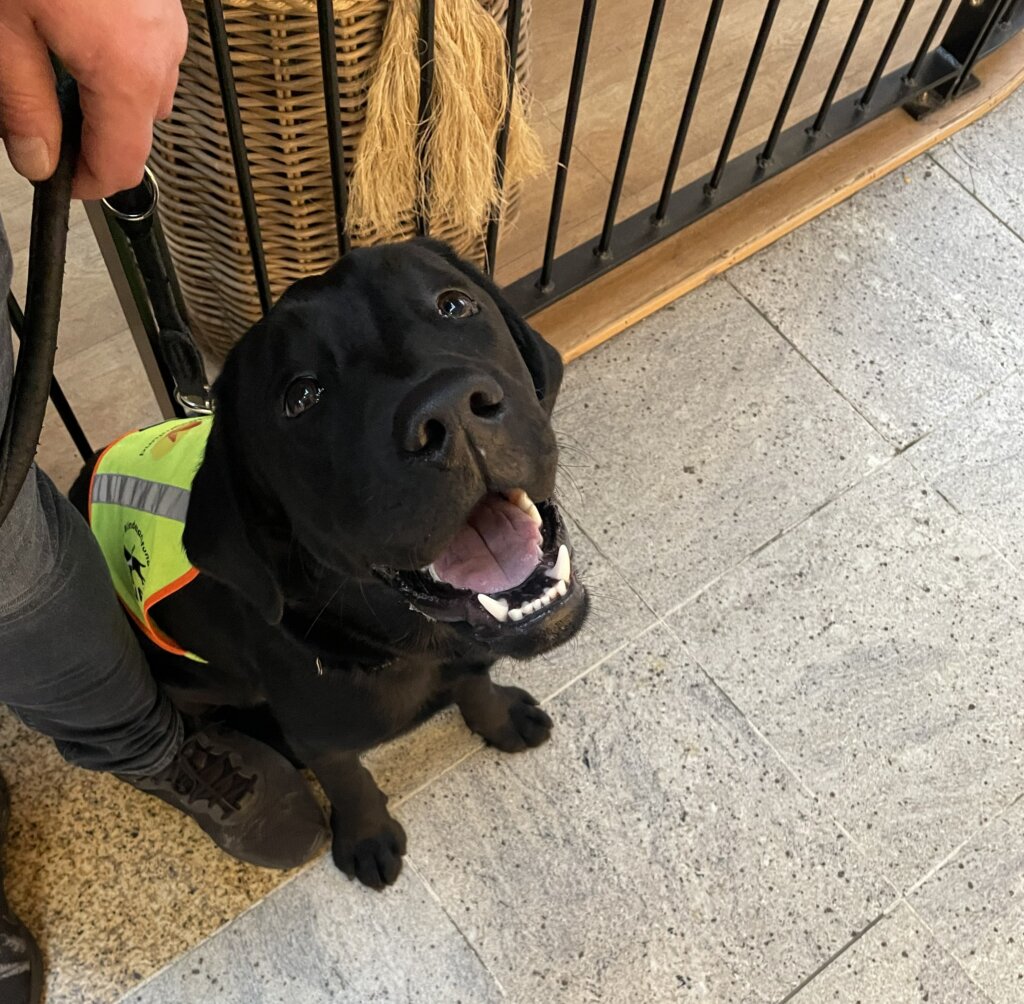Førerhundehvalpen Elvis, en sort labrador med gul førerhundevest