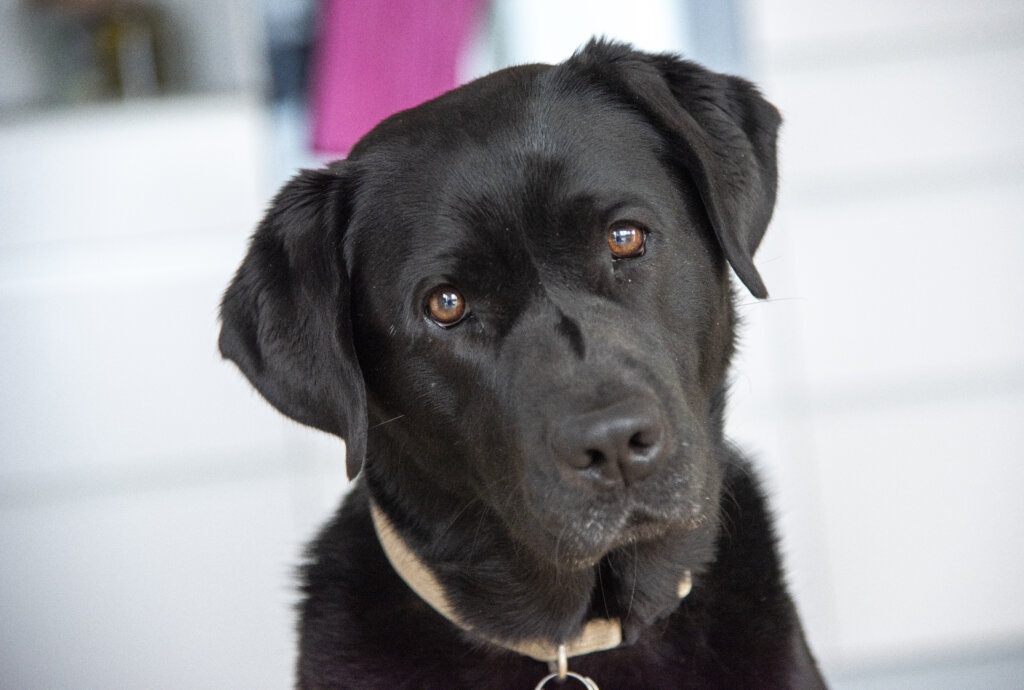 Nærportræt af førerhunden Siffi med hovedet på skrå, en sort labrador