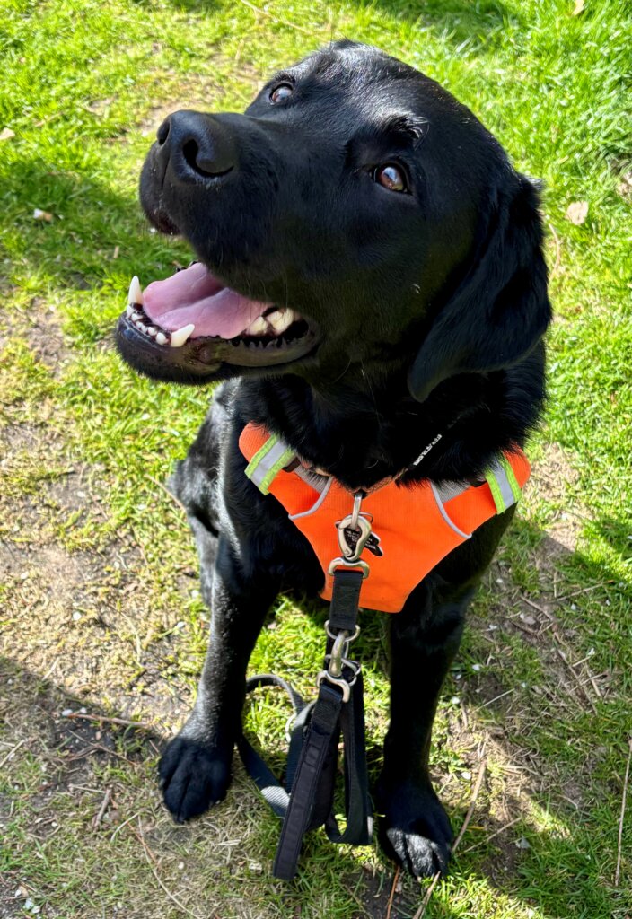 Nærbillede af førerhunden Aston, en sort labrador md førerhundebøjle