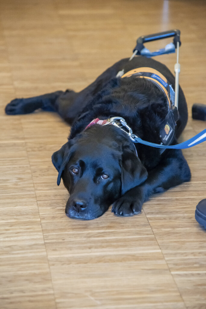 F&oslash;rerhunde Ghita, en sort labrador med f&oslash;rerhundeb&oslash;jle, tager en slapper