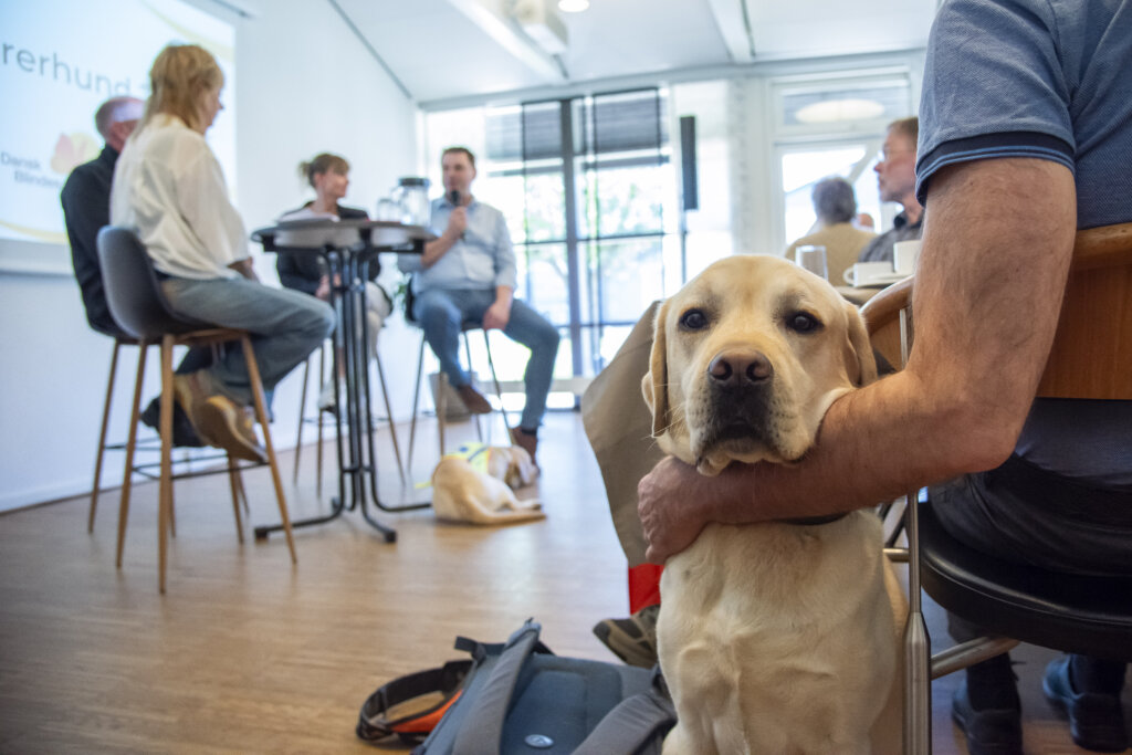 F&oslash;rerhunden Pluto, en lys labrador, lytter opm&aelig;rksomt. I baggrunden interviewer Puk lederen af f&oslash;rerhundeordningen, en f&oslash;rerhundekonsulent og en foderv&aelig;rt