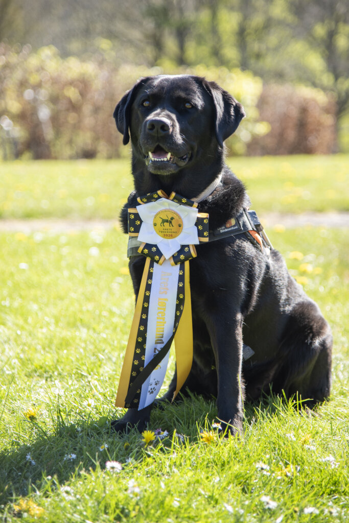 F&oslash;rerhunden Siffi, sort labrador, der b&aelig;rer en roset, hvor der st&aring;r: &Aring;rets f&oslash;rerhund 2026