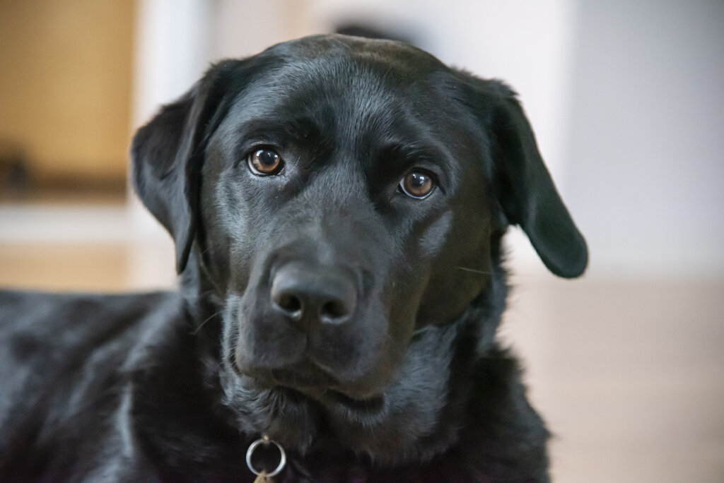 N&aelig;rportr&aelig;t af f&oslash;rerhunden Astrid