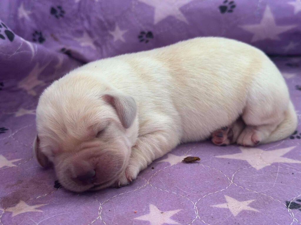 Helt lille lys labradorhvalp sover p&aring; et fleecet&aelig;ppe