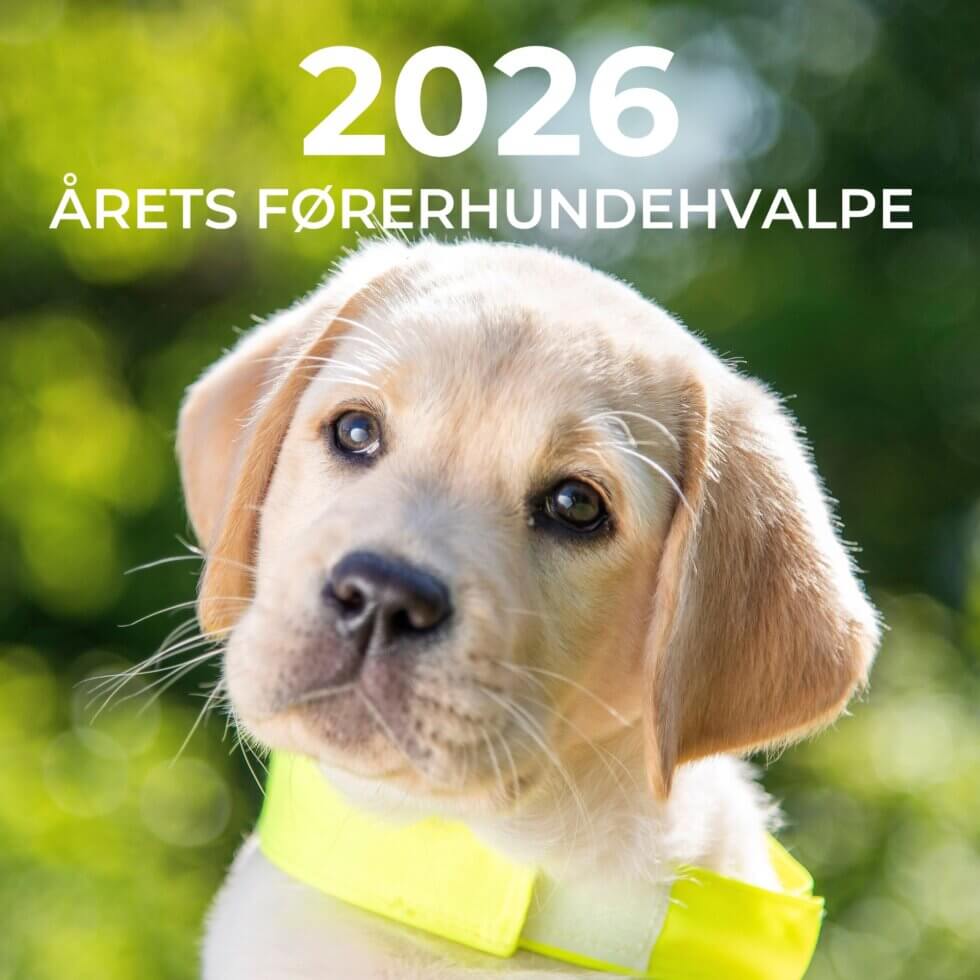 Lys førerhundehvalp på kalenderforsiden 2026