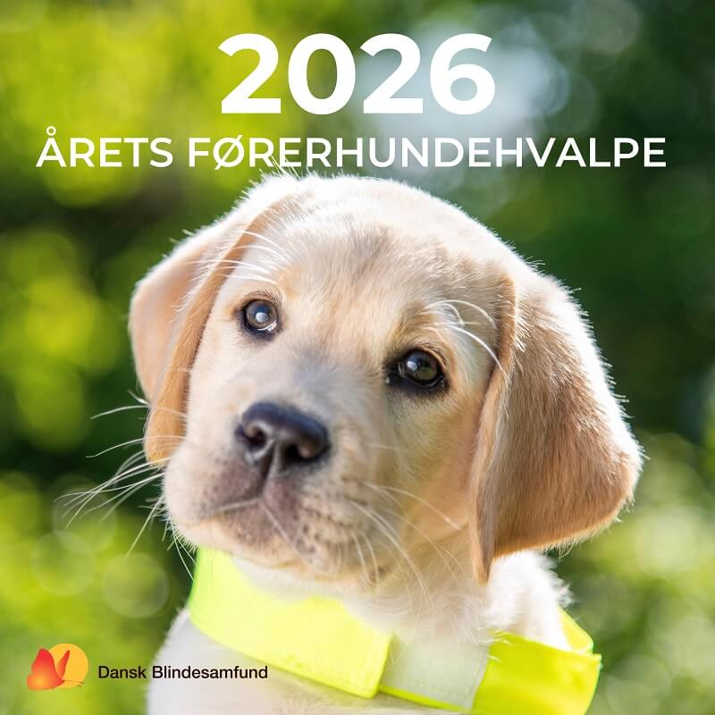 Forside af førerhundekalender 2026. Nærbillede af en lys labradorhvalp med gul førerhundevest udenfor med hovedet lidt på skrå
